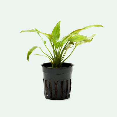 Cryptocoryne Crypt Pontederiifolia - Shop Glass Aqua