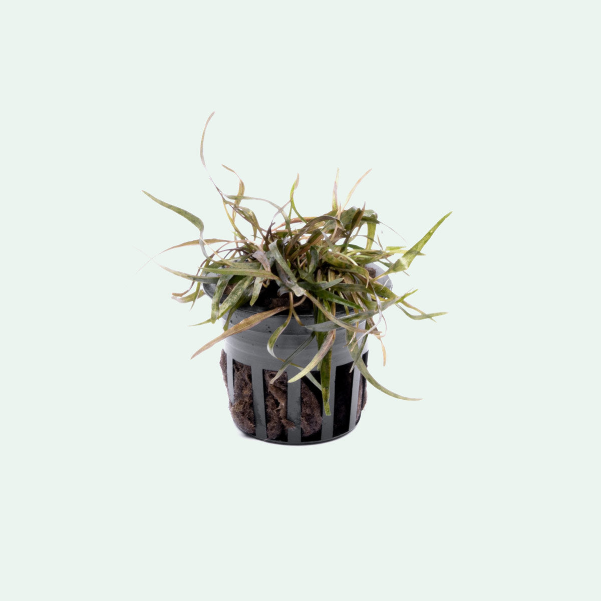 Cryptocoryne Ferruginea Sekadauensis Rare Crypt | Planted Aquarium