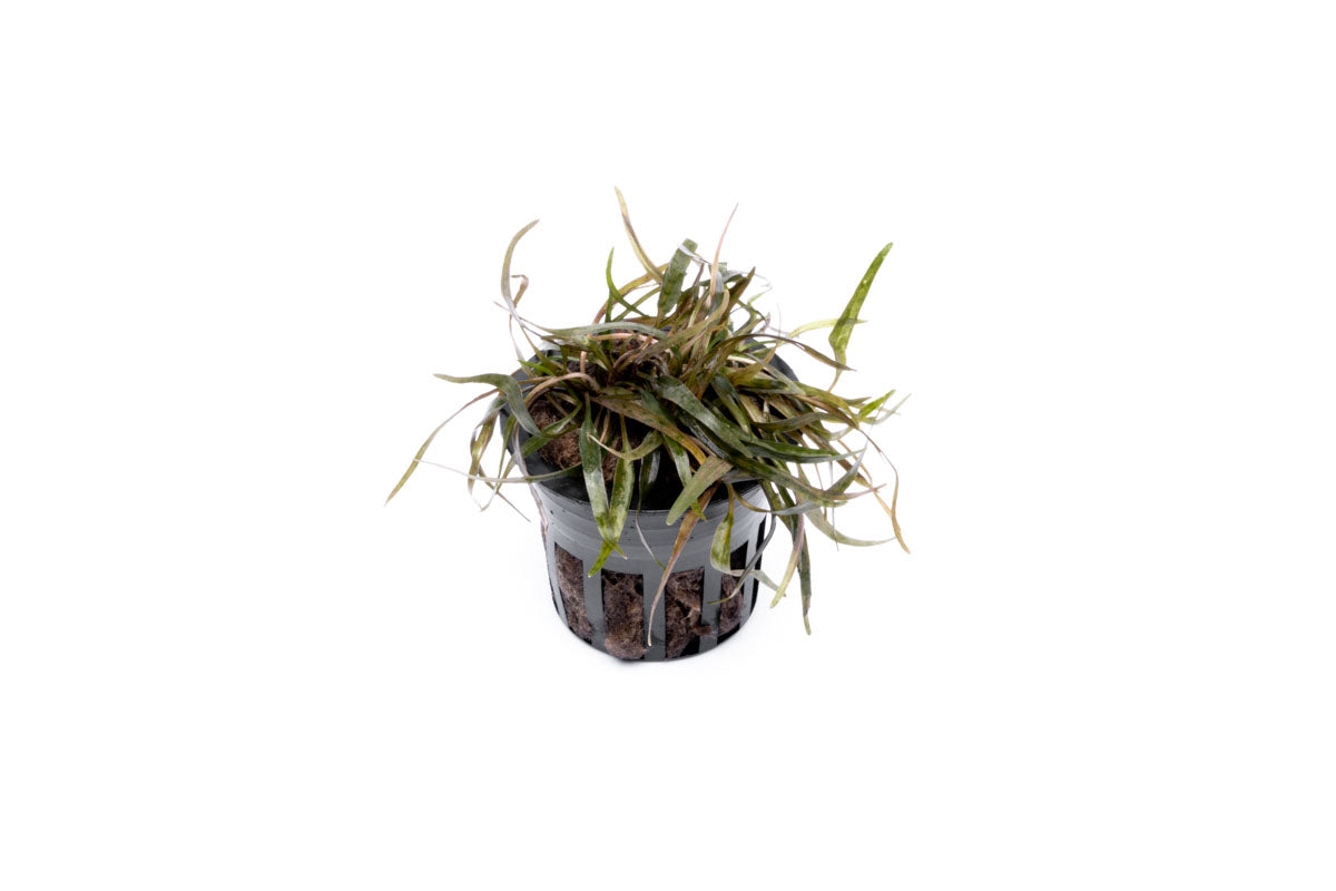 Cryptocoryne Ferruginea Sekadauensis Rare Crypt | Planted Aquarium