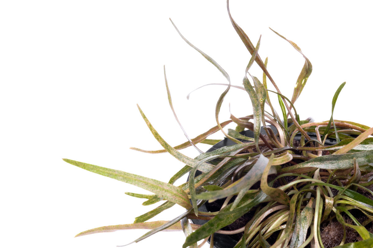 Cryptocoryne Ferruginea Sekadauensis Rare Crypt | Planted Aquarium