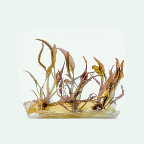 Shop Cryptocoryne Flamingo Tissue Culture Aquatic Plants - Glass Aqua