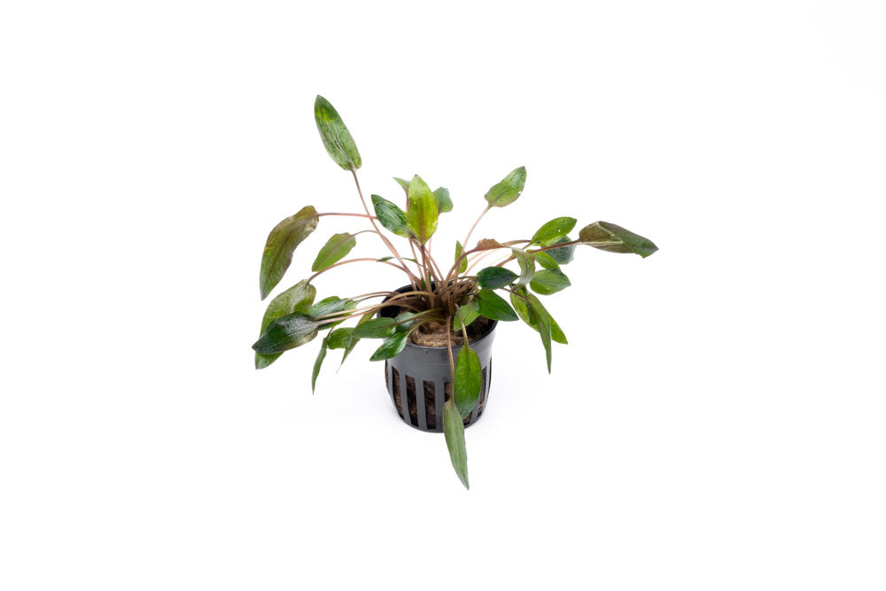 Cryptocoryne Florida Sunset - Glass Aqua