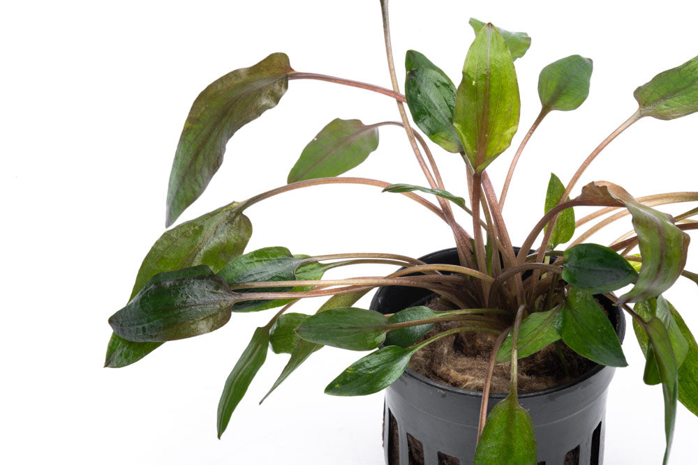 Cryptocoryne Florida Sunset - Glass Aqua