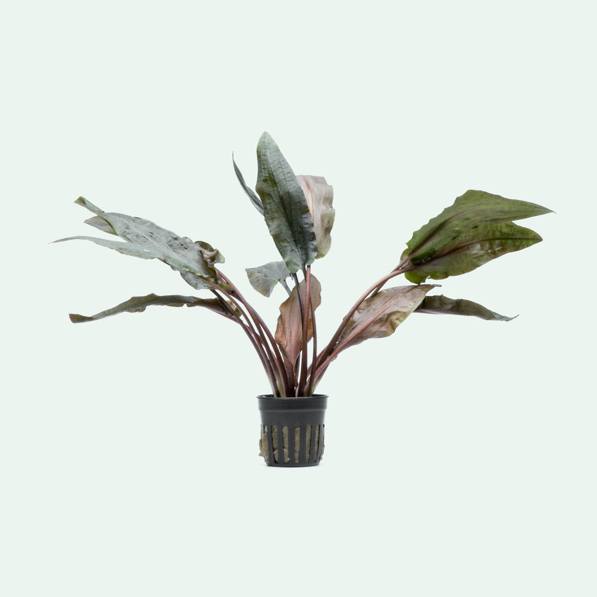 Cryptocoryne Hudoroi Live Aquarium Plant for Planted Aquarium Tank