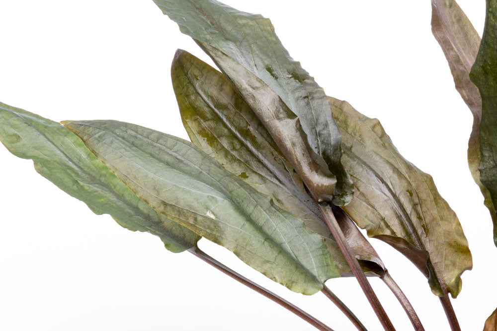 Cryptocoryne Hudoroi Live Aquarium Plant for Planted Aquarium Tank