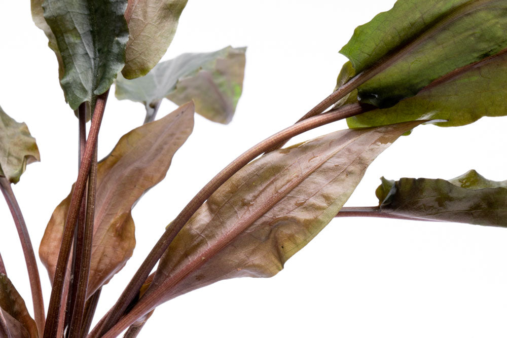 Cryptocoryne Hudoroi Live Aquarium Plant for Planted Aquarium Tank