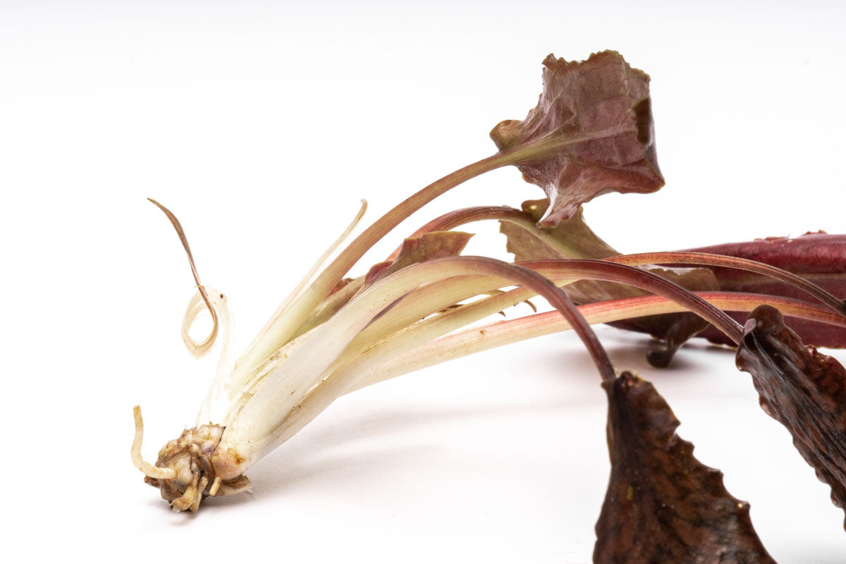 Cryptocoryne Striolata Aquarium Plant