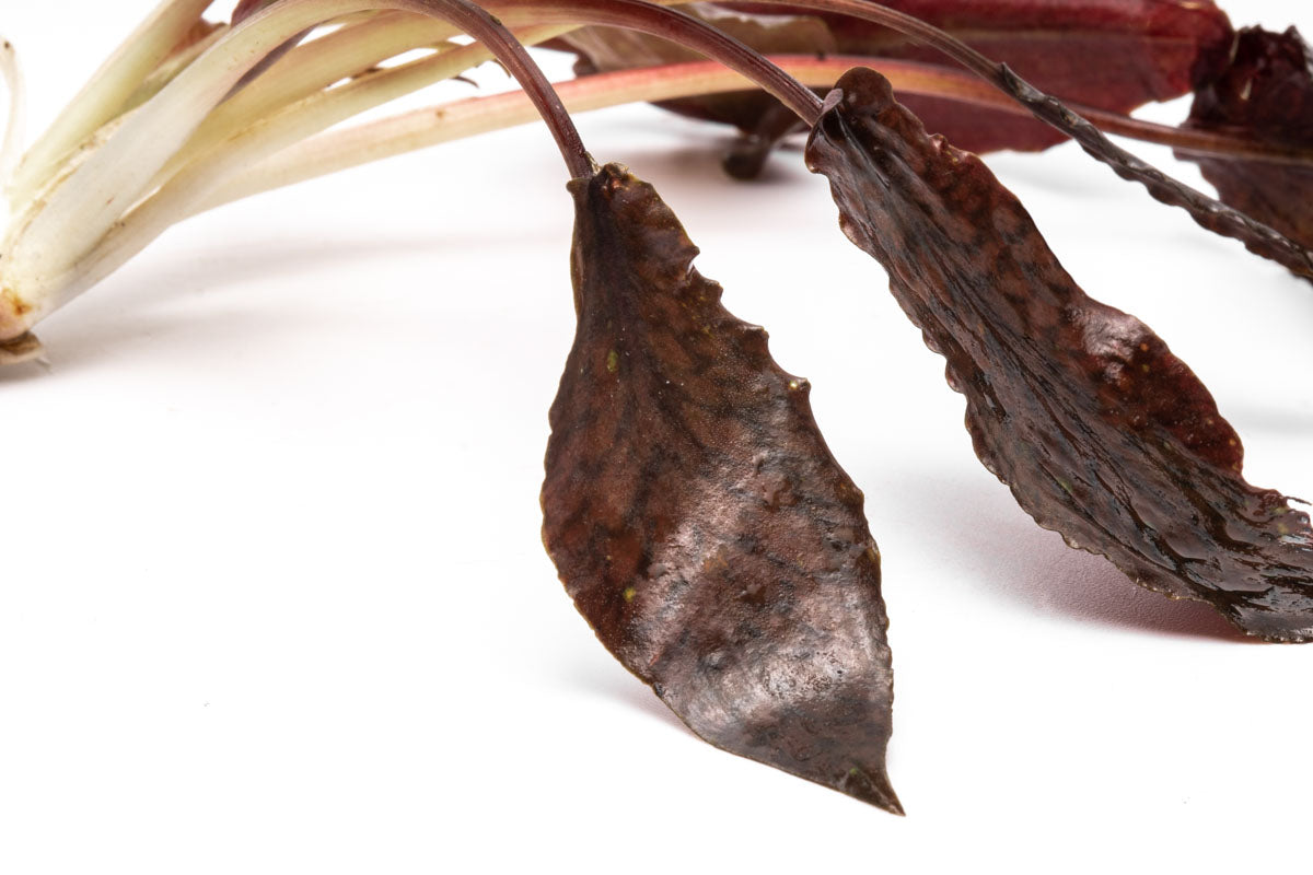 Cryptocoryne Striolata Aquarium Plant