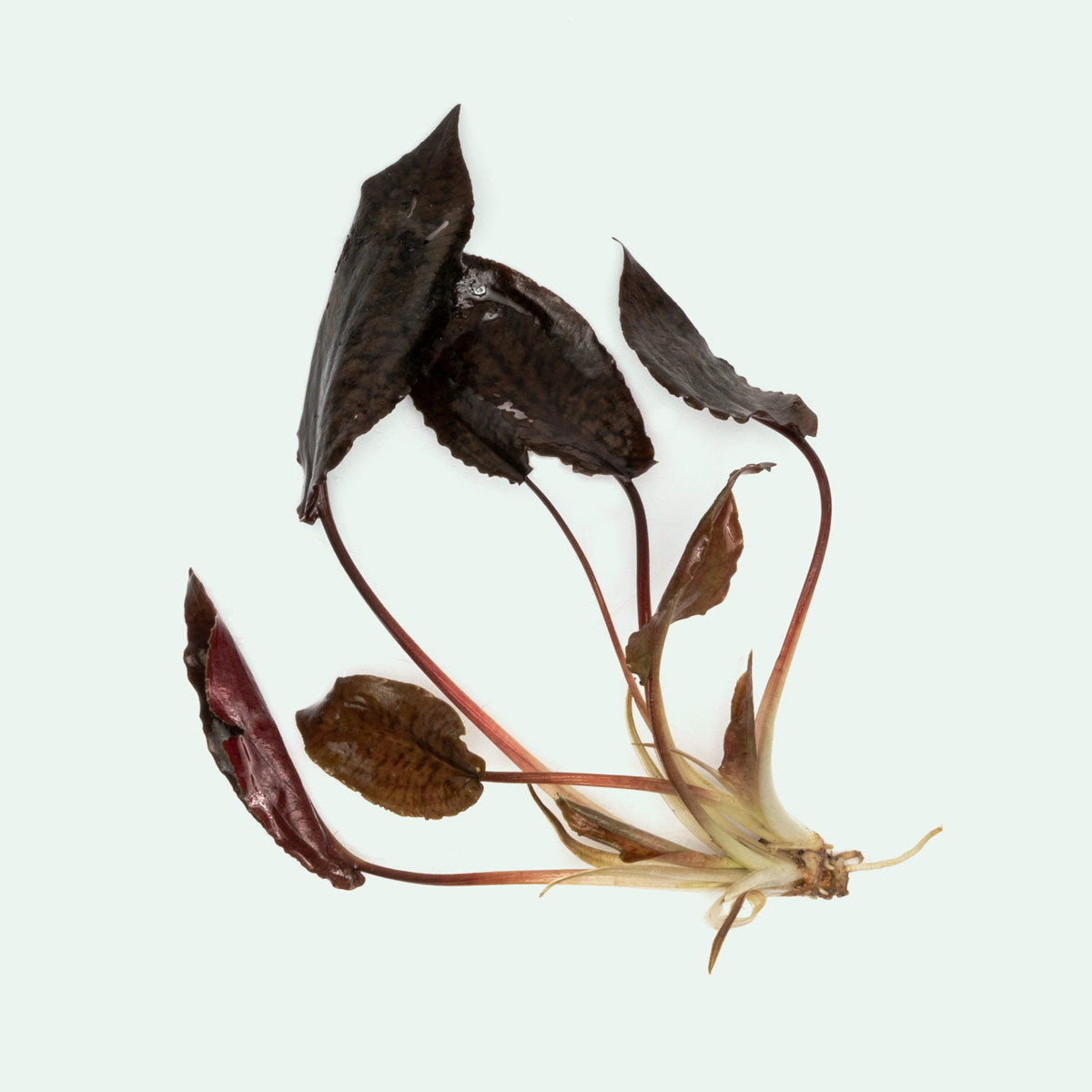 Cryptocoryne Striolata Aquarium Plant