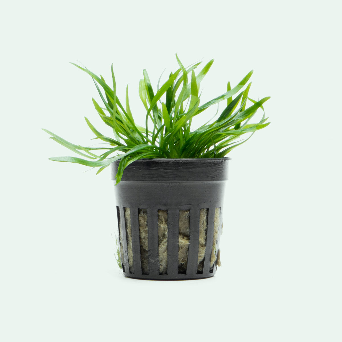 Cryptocoryne Lucens - Live Aquarium Plant | Glass Aqua