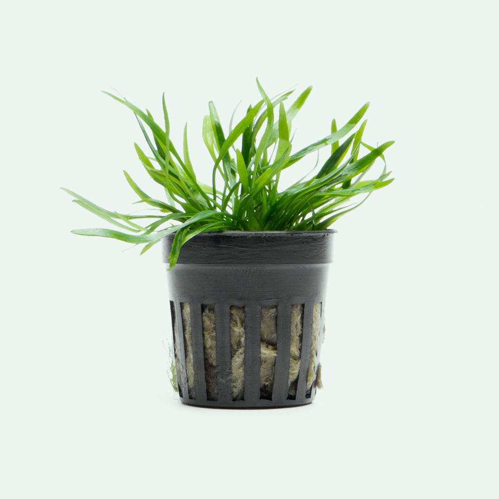 Cryptocoryne Lucens Aquarium Plant | Shop Aquatic Plants - Glass Aqua 