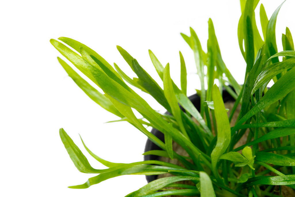 Cryptocoryne Lucens Aquarium Plant | Shop Aquatic Plants - Glass Aqua 