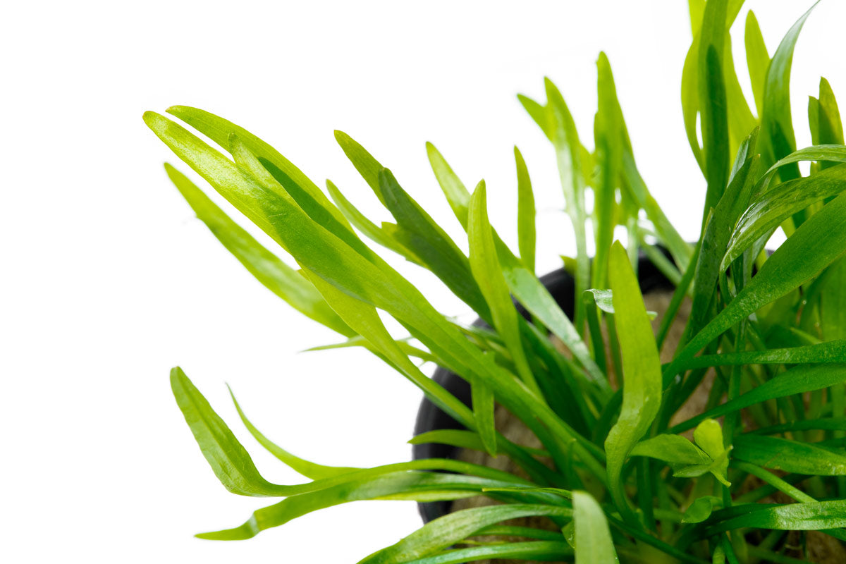 Cryptocoryne Lucens Aquarium Plant | Shop Aquatic Plants - Glass Aqua 