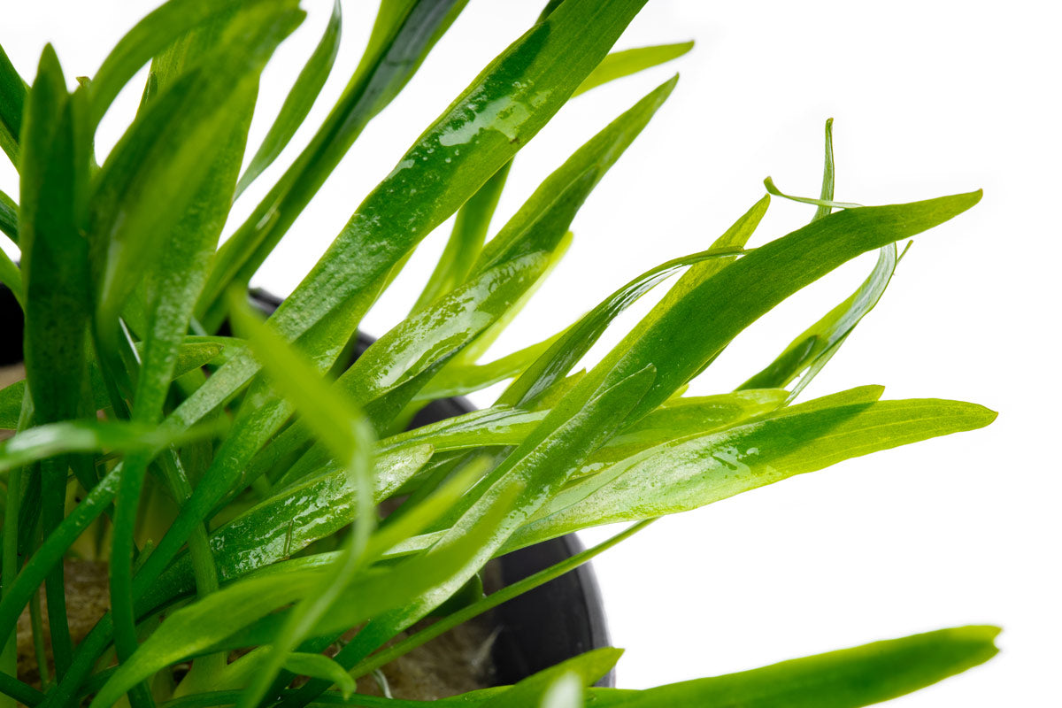 Cryptocoryne Lucens Aquarium Plant | Shop Aquatic Plants - Glass Aqua 
