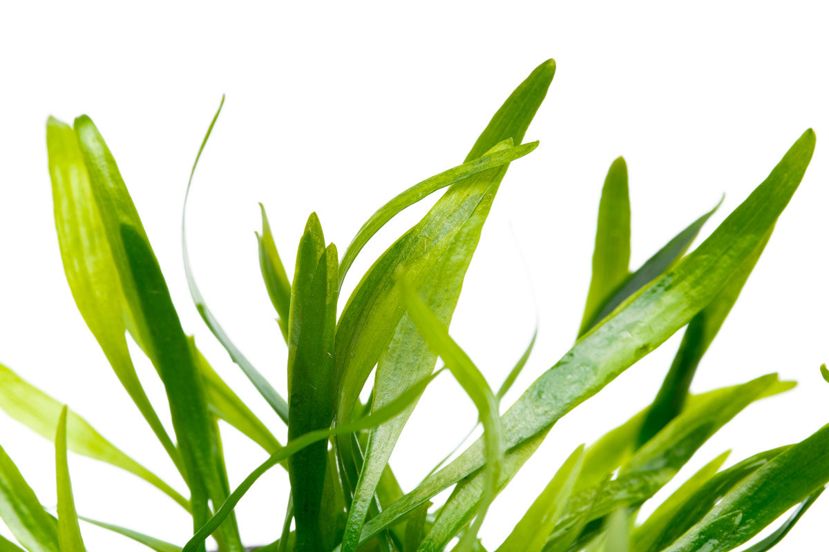 Cryptocoryne Lucens Aquarium Plant | Shop Aquatic Plants - Glass Aqua 