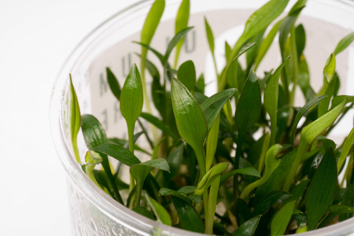 Cryptocoryne Lutea - Glass Aqua
