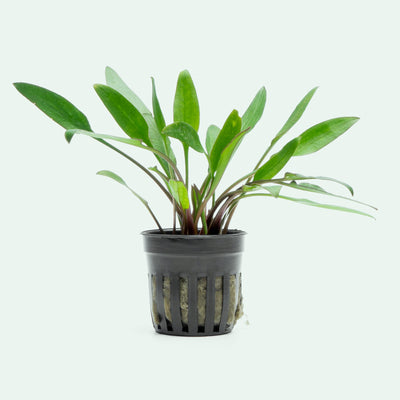 Cryptocoryne Lucens Aquarium Plant | Shop Aquatic Plants - Glass Aqua 