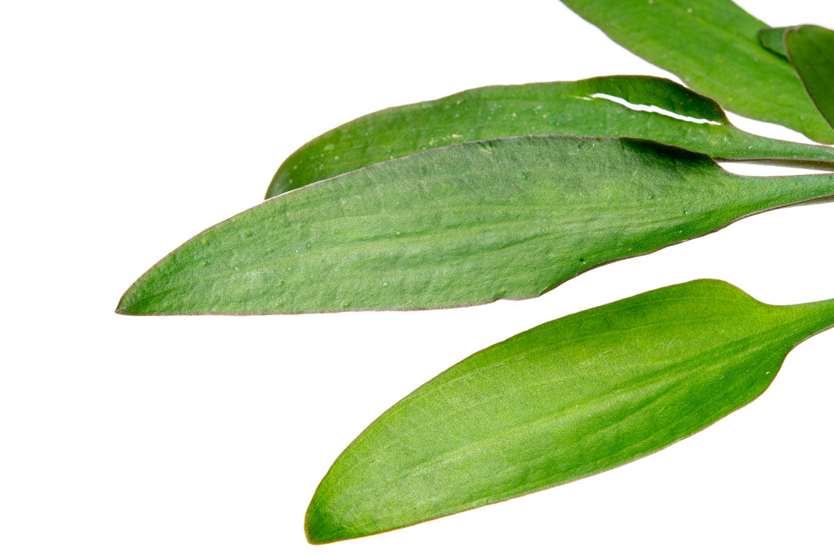 Cryptocoryne Lucens Aquarium Plant | Shop Aquatic Plants - Glass Aqua 