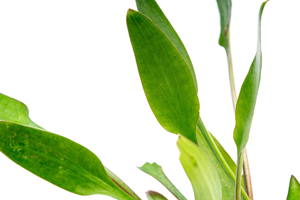 Cryptocoryne Lucens Aquarium Plant | Shop Aquatic Plants - Glass Aqua 