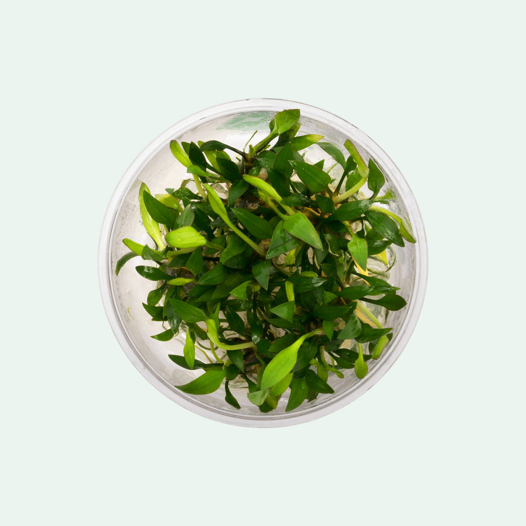 Cryptocoryne Lutea - Glass Aqua