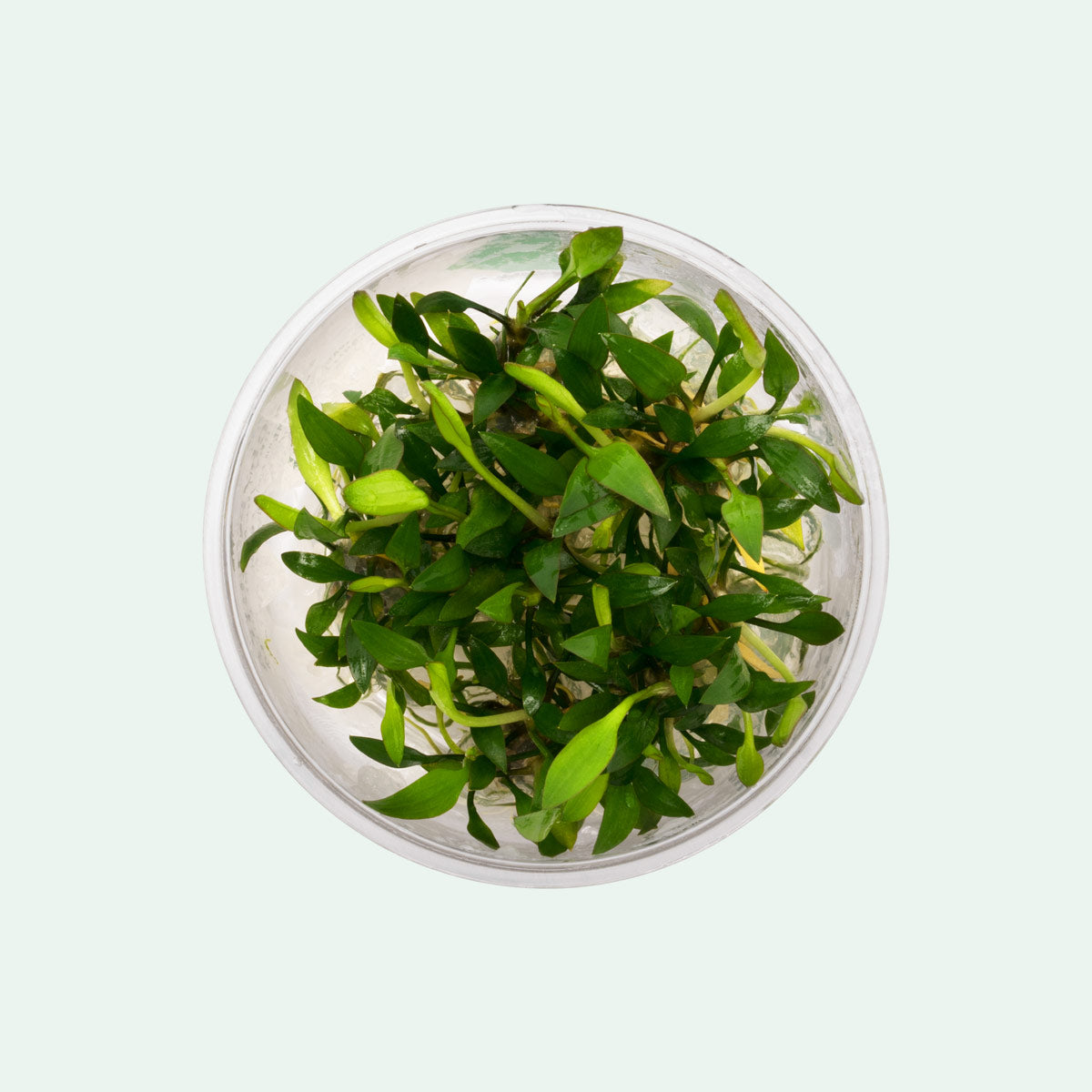 Cryptocoryne Lutea - Glass Aqua
