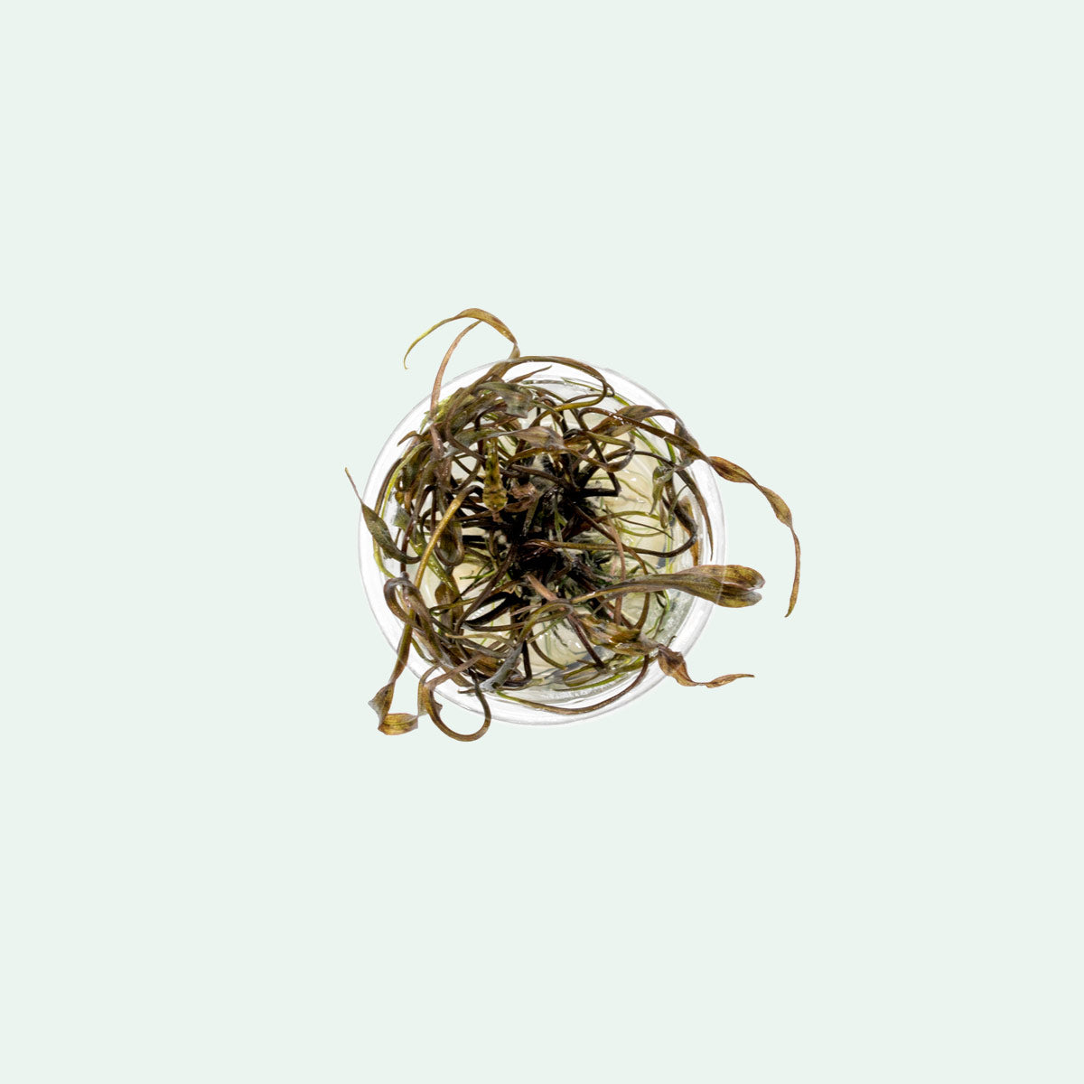 Cryptocoryne Nurii - Glass Aqua