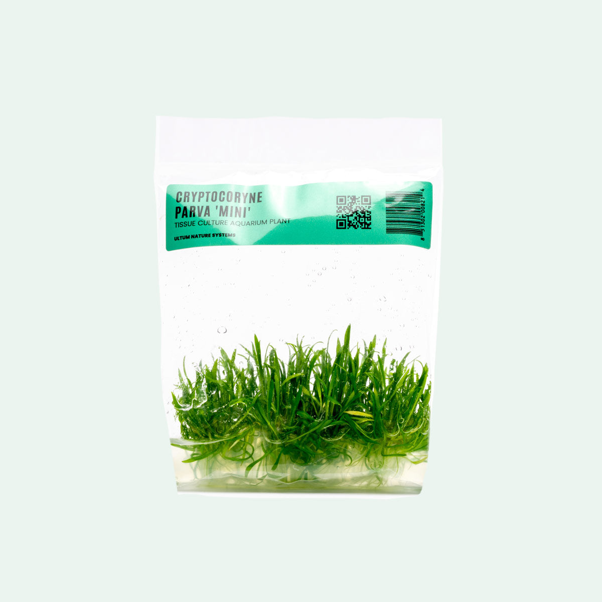 Cryptocoryne Parva