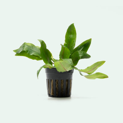 Cryptocoryne Petchii | Live Aquarium Plant for Planted Tank