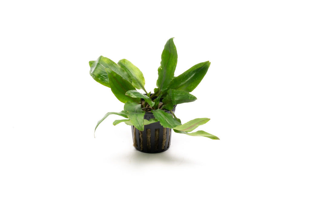 Cryptocoryne Petchii | Live Aquarium Plant for Planted Tank