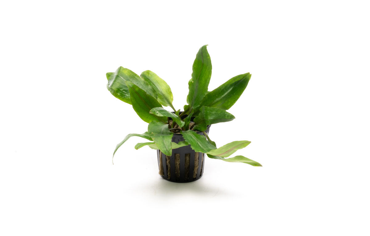 Cryptocoryne Petchii | Live Aquarium Plant for Planted Tank