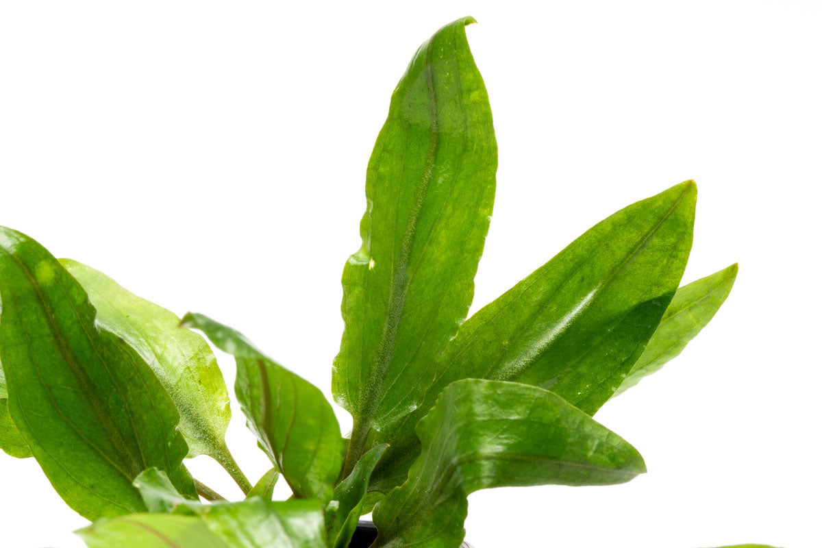 Cryptocoryne Petchii | Live Aquarium Plant for Planted Tank