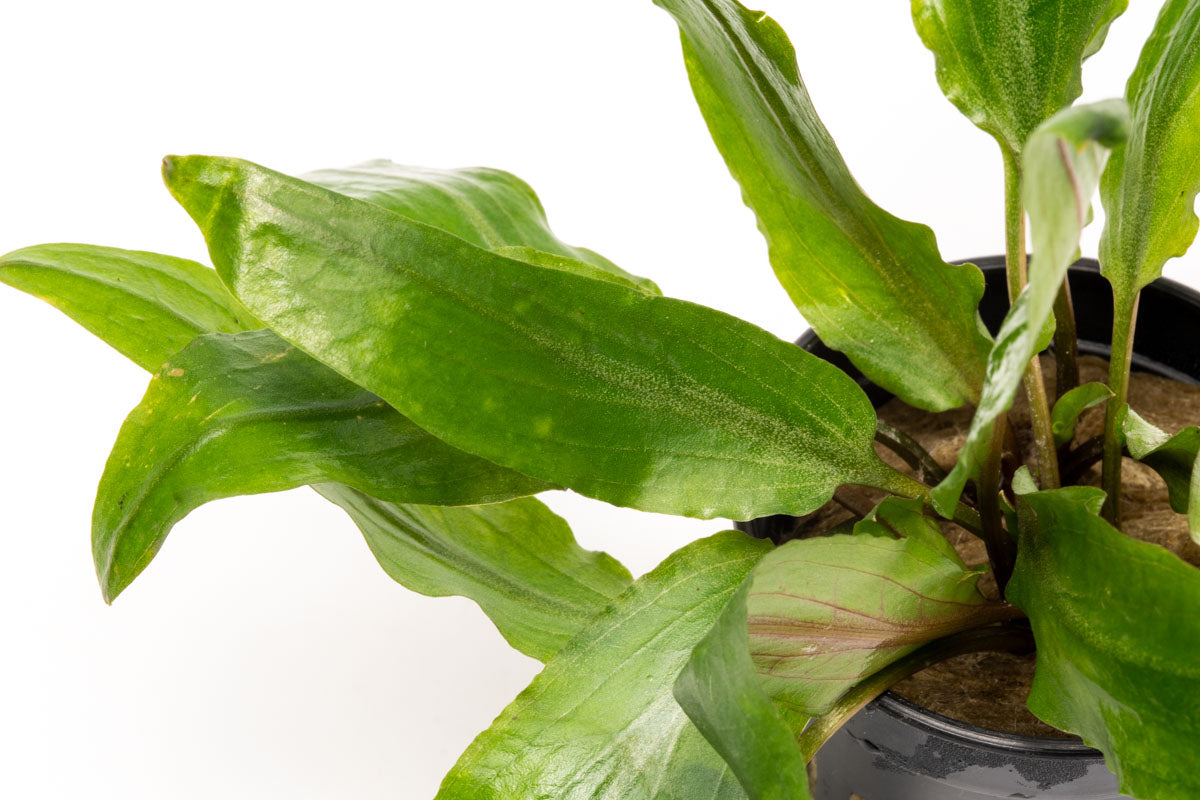 Cryptocoryne Petchii | Live Aquarium Plant for Planted Tank