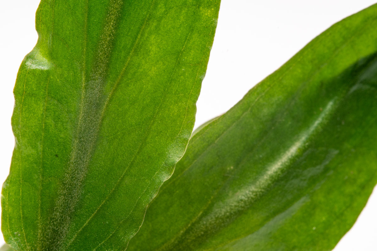 Cryptocoryne Petchii | Live Aquarium Plant for Planted Tank