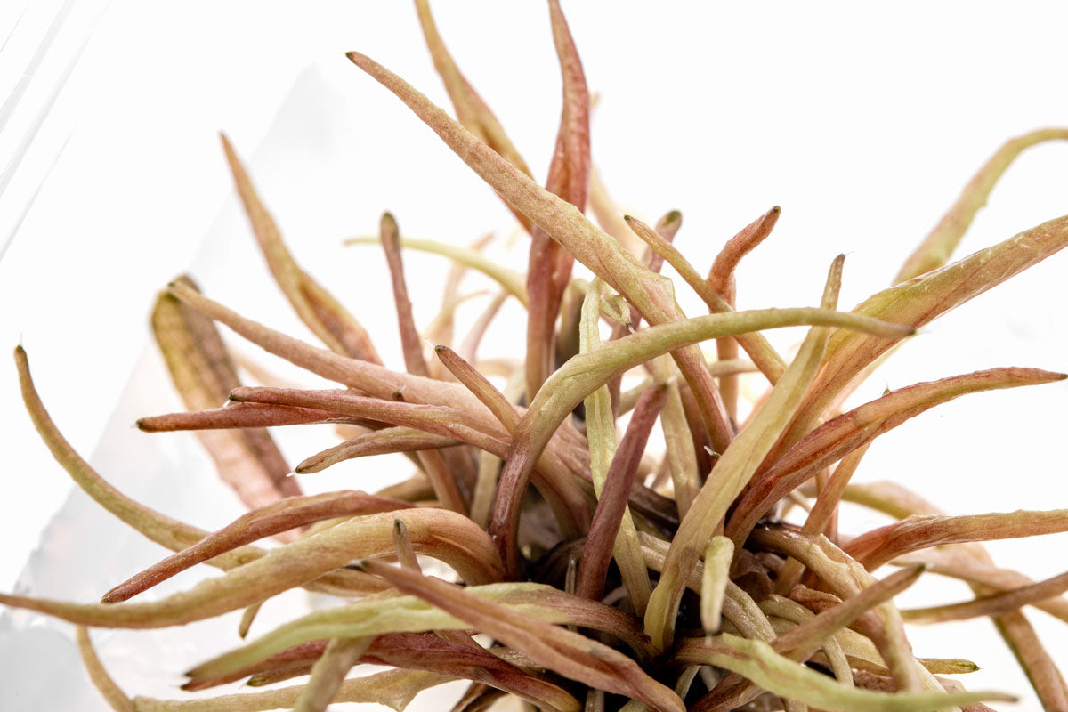 Cryptocoryne Pink Panther | Shop Tissue Culture Plants - Glass Aqua