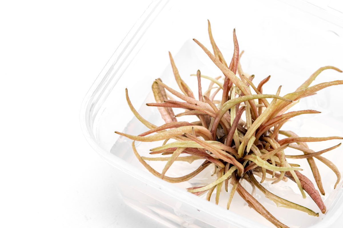 Cryptocoryne Pink Panther | Shop Tissue Culture Plants - Glass Aqua