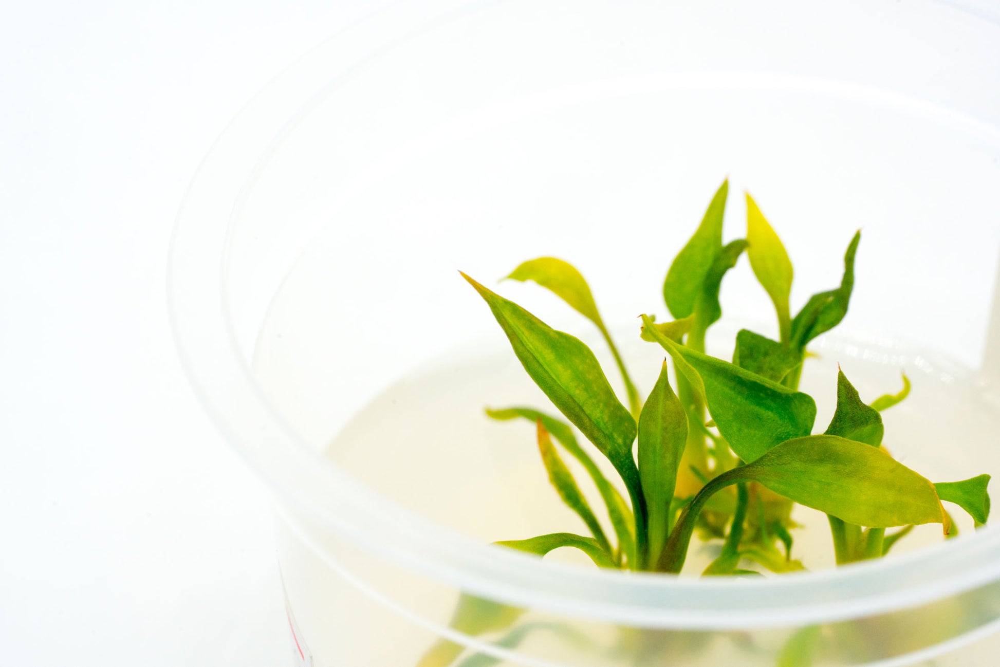 Shop Cryptocoryne Pontederiifolia Aquatic Plants - Glass Aqua