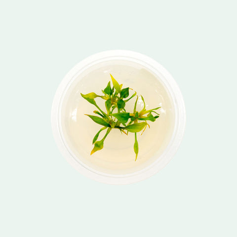 Shop Cryptocoryne Pontederiifolia Aquatic Plants - Glass Aqua