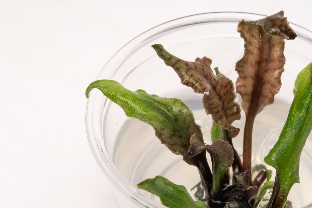 Cryptocoryne Schulzei Tissue Culture Aquarium Plant for Planted Tank