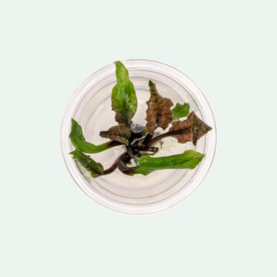 Cryptocoryne Schulzei Tissue Culture Aquarium Plant for Planted Tank