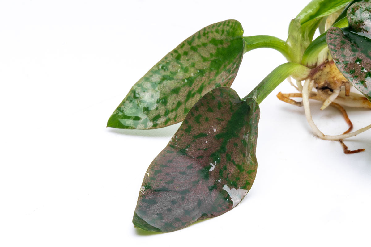 Cryptocoryne Silver Queen Aquarium Plant