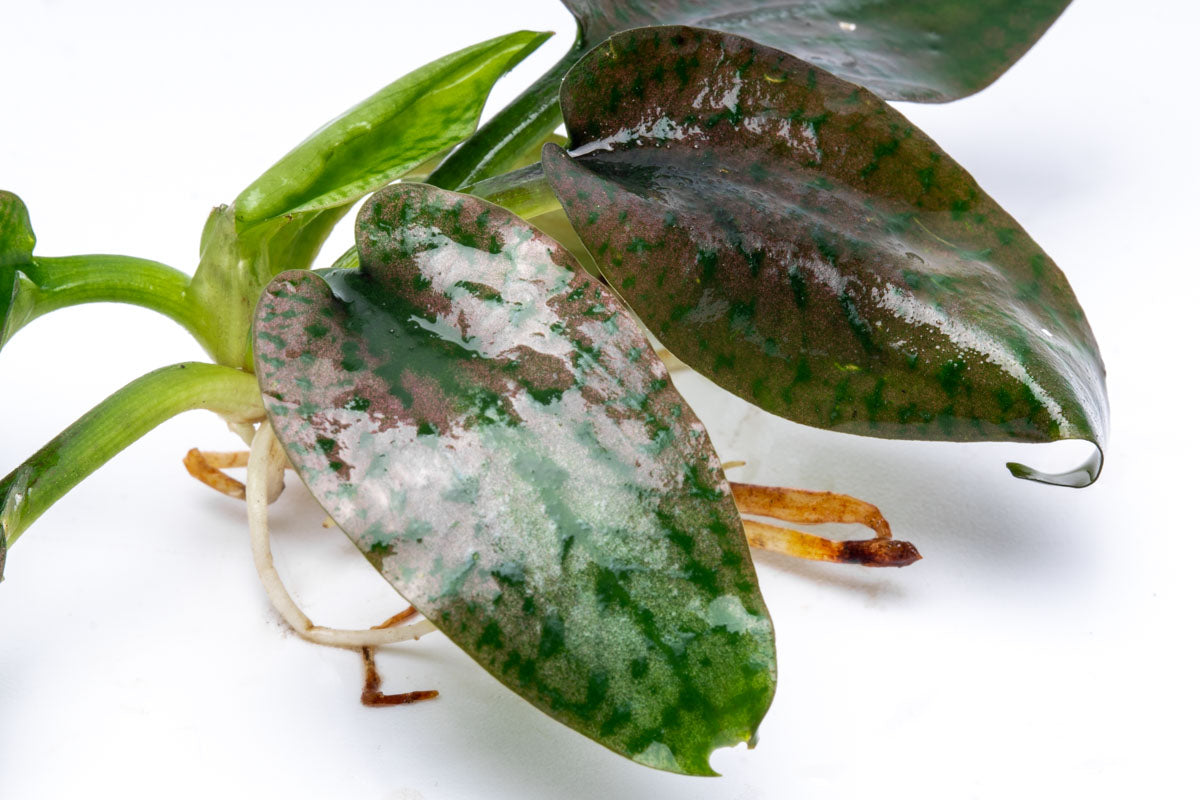Cryptocoryne Silver Queen Aquarium Plant  Edit alt text
