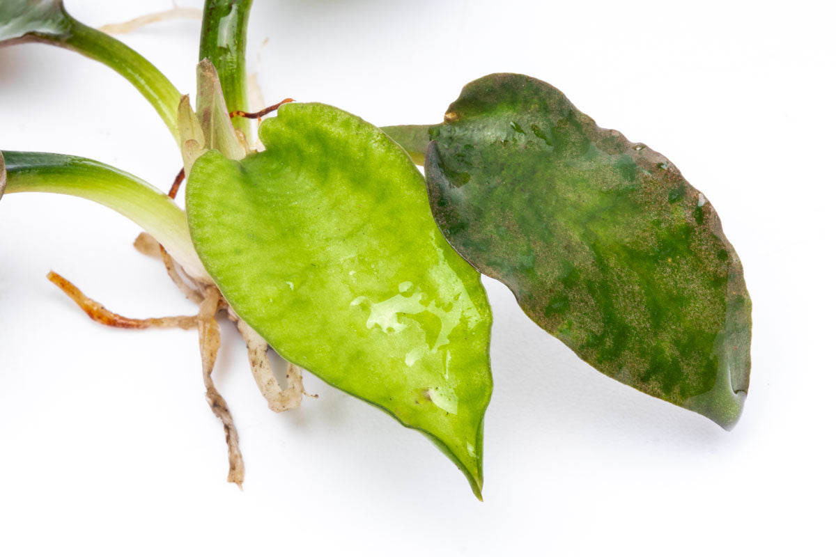 Cryptocoryne Silver Queen Aquarium Plant  Edit alt text