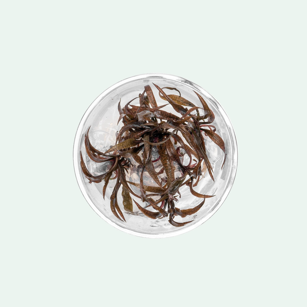Cryptocoryne Spiralis Tiger Tissue Culture - Glass Aqua