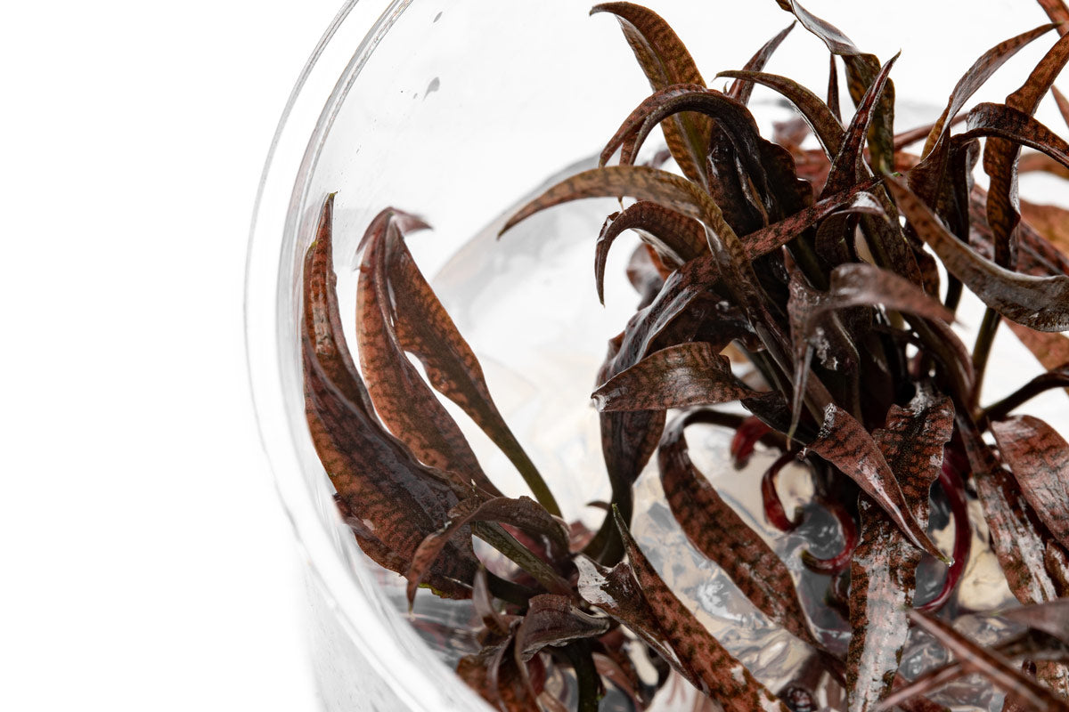 Cryptocoryne Spiralis Tiger Tissue Culture - Glass Aqua