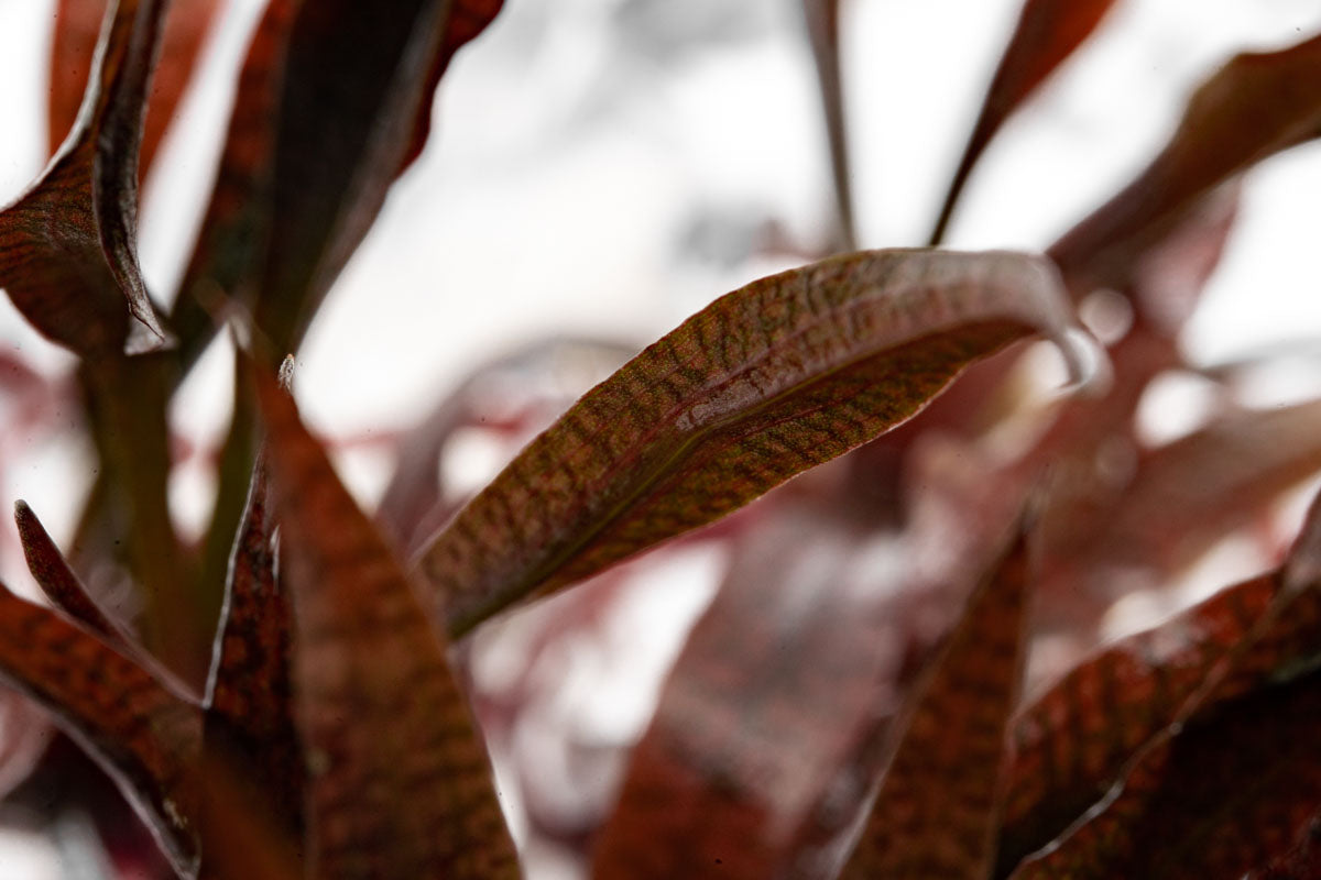 Cryptocoryne Spiralis Tiger Tissue Culture - Glass Aqua