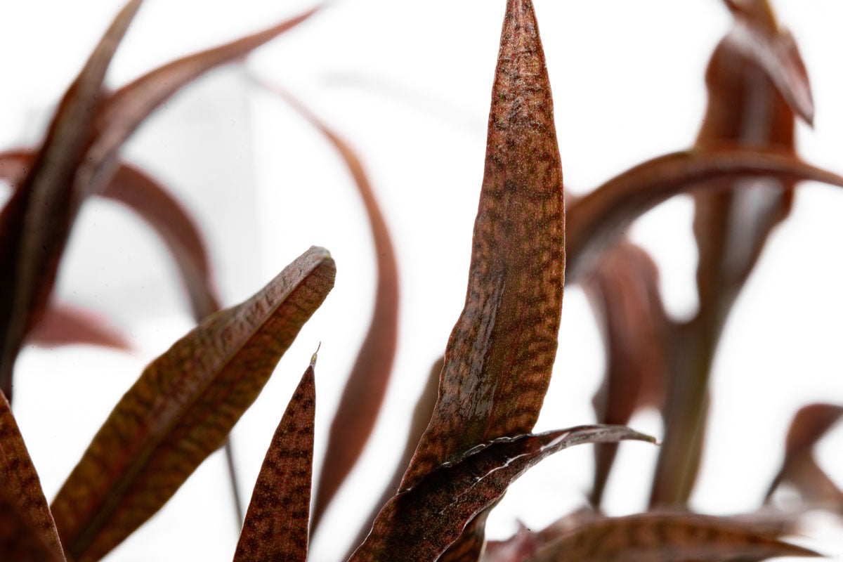 Cryptocoryne Spiralis Tiger Tissue Culture - Glass Aqua