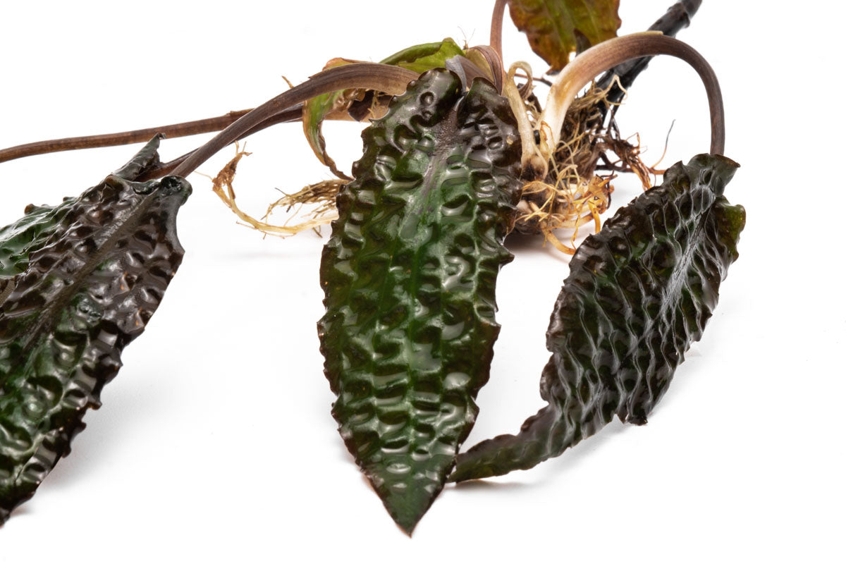 Cryptocoryne Keii Aquarium Plant