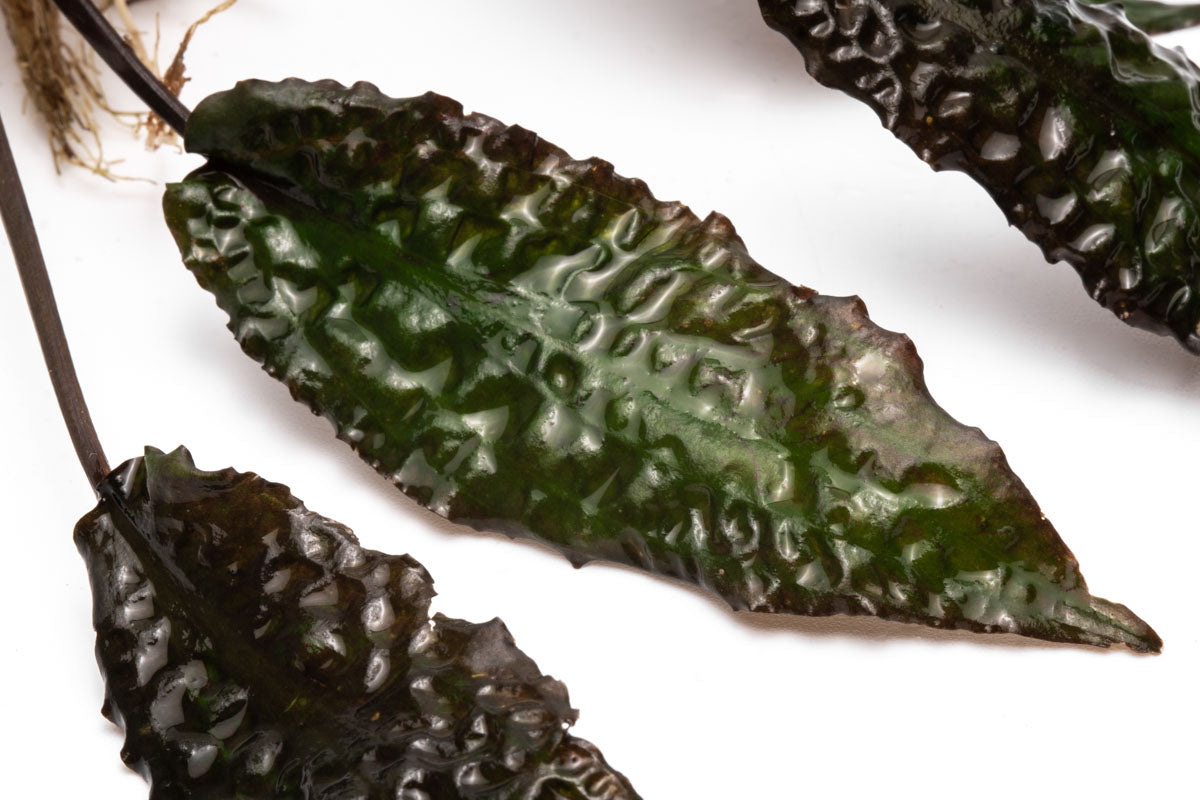 Cryptocoryne Keii Aquarium Plant