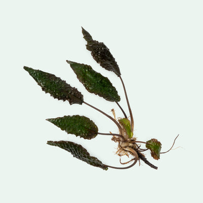 Cryptocoryne Keii Aquarium Plant