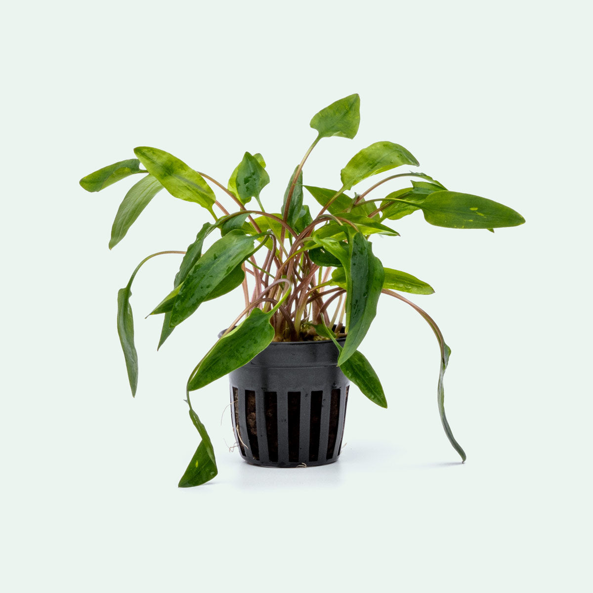 Cryptocoryne Affinis Red Aquarium Plant for Planted Aquarium Tank